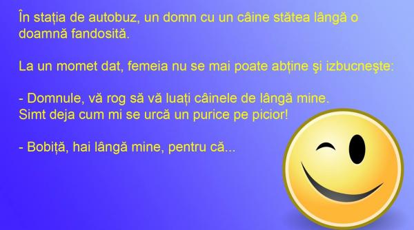 bancul zilei doamna si puricele stapanul si cainele