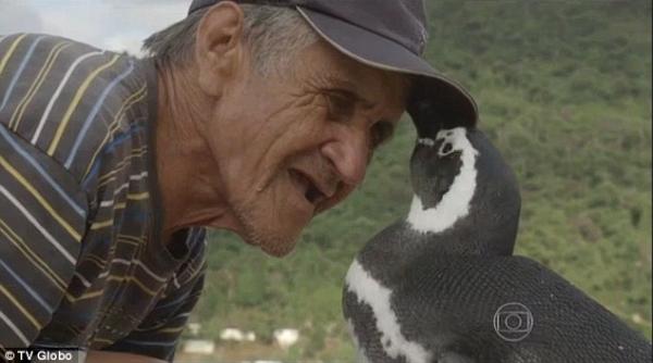 video prietenie neasteptata intre un pinguin si un batran brazilian