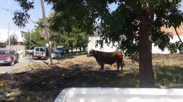 taur de 600 de kilograme a evadat dintr un abator de la periferia buenos aires ului