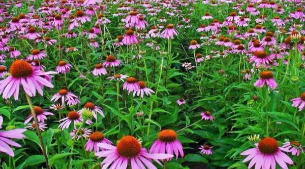 tratamente naturiste echinacea si lemnul dulce plantele imunitatii