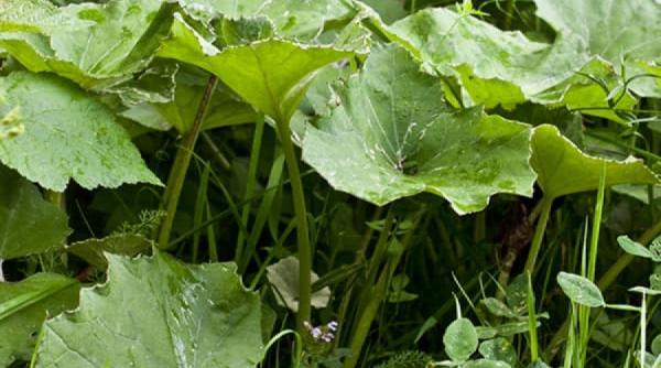 tratamente naturiste podbalul remediu de sezon pentru tuse si afectiuni respiratorii