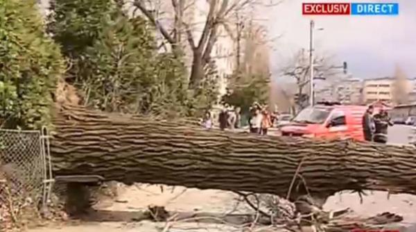 un copac daramant de vant a distrus un autocar parcat pe o strada din bucuresti