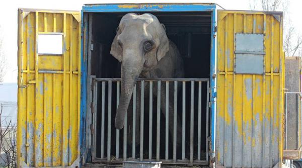 vier pfoten un elefant si un hipopotam ai unui circ tinuti in parcarea unui hipermarket din capitala in stare deplorabila