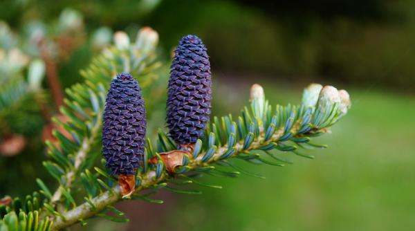 remediul puternic care scade tensiunea arteriala