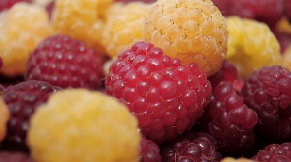 cele mai bune fructe pentru sanatatea creierului