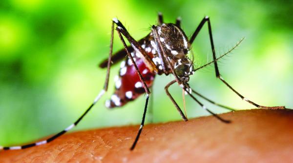 tantarii tropicali ajung in europa