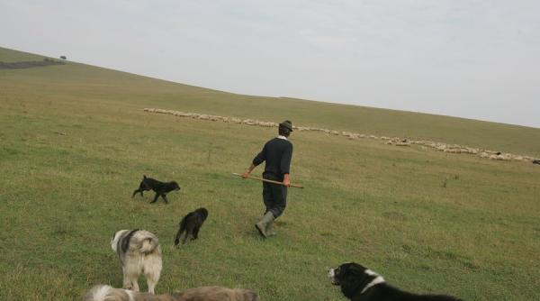 copil de 9 ani a fost gasit mort la o stana din mures aparent ucis de caini