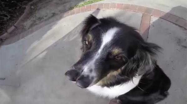 toby cainele cu doua nasuri vedeta a venice beach freakshow