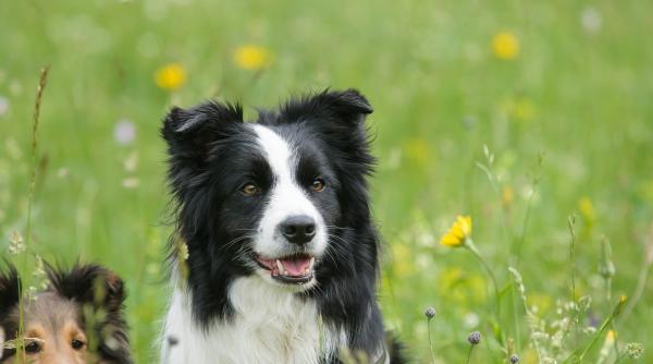cainii de la stana liberi doar pana in aprilie