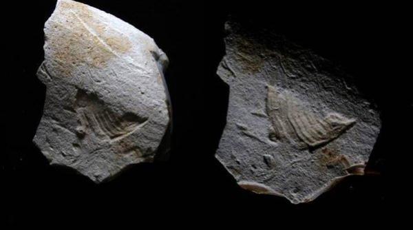 imaginea pasarii din logo ul de la twitter descoperita de arheologi pe o piatra scrijelita in paleolitic