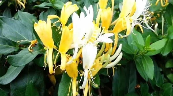 tratamente naturiste 6 tipuri de afectiuni pe care le tii in frau cu mana maicii domnului