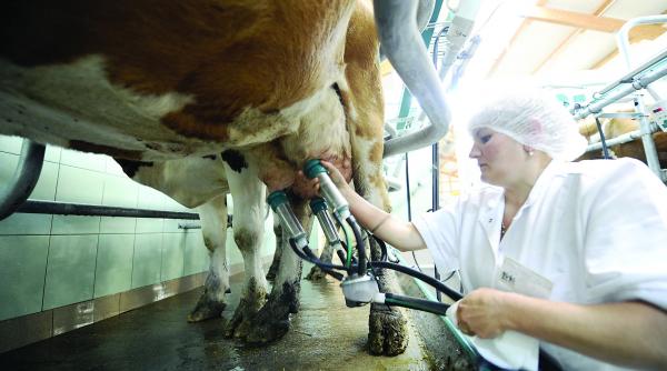 laptele de import dorit de procesatori hulit de fermieri