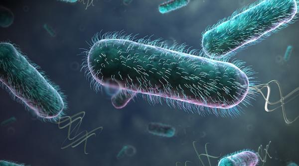 comisia europeana a emis o alerta privind infectarea cu e coli a branzei din lapte de oaie din romania