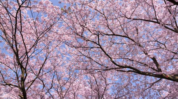 prognoza meteo 28 martie vremea revine la normalul sezonului