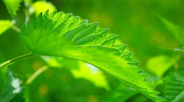 cum sa tratezi anemia cu urzici