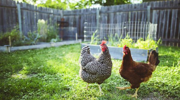 guvernul cu ochii pe taierea gainilor de prin batatura