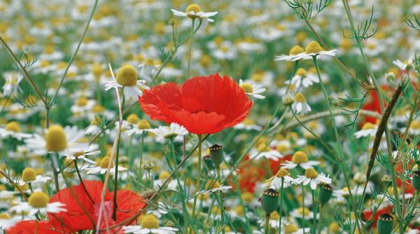 plante medicinale pe care poti sa le cultivi in ghiveci acasa