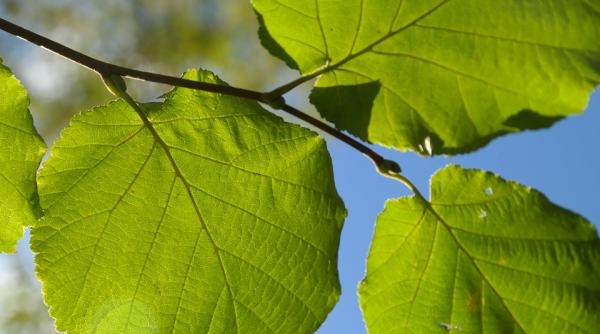 solutii naturale care curata arterele