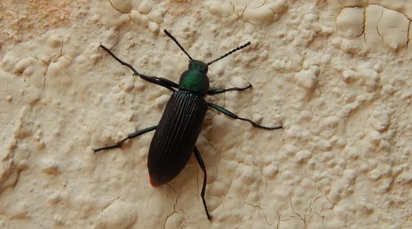 ce boli poti lua de la gandacii de bucatarie