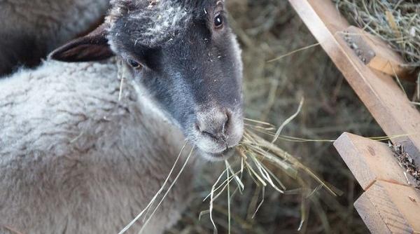 reteta zilei miel la groapa copt in blana lui