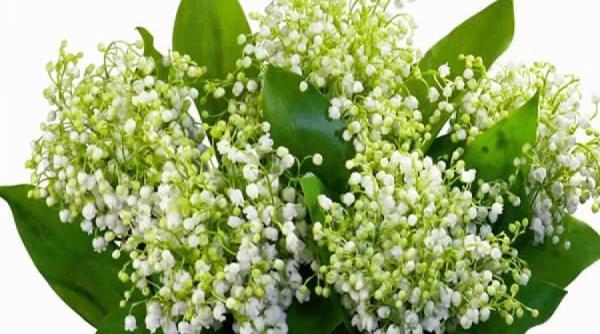 gingase si parfumate dar toxice afla care sunt cele mai otravitoare flori ca sa sti sa te feresti de ele