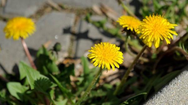 prognoza meteo cum va fi vremea pe 7 8 si 9 aprilie 2016