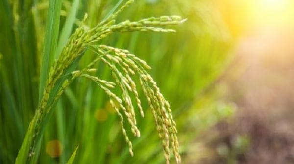 sfaturi pentru agricultori ce se va schima in modalitatea de plata a subventiilor pentru agricultura din 2018