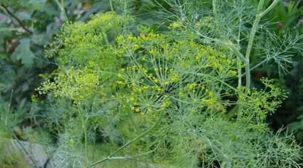 tratamente naturiste miracolul verde din gradina 12 actiuni benefice pentru sanatate ale mararului