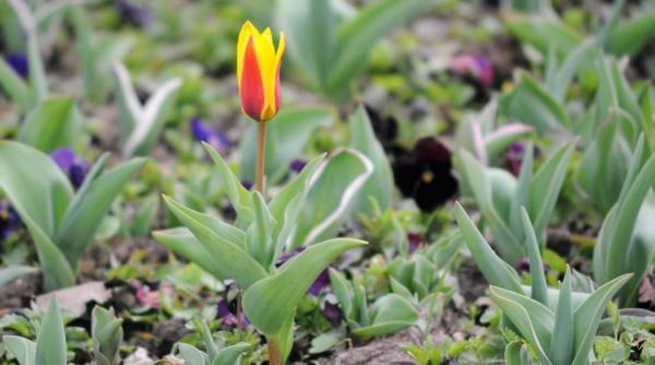 prognoza meteo cum va fi vremea pe 8 9 si 10 aprilie 2016