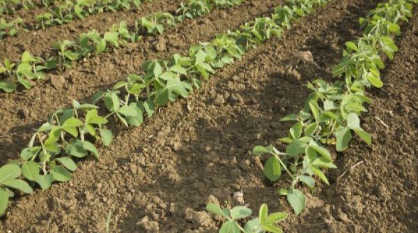 sfaturi pentru agricultori cum se acorda sprijinul financiar cuplat pentru soia