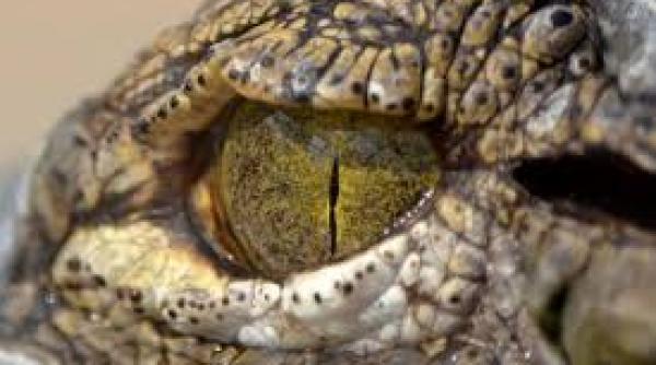 de unde vine expresia a varsa lacrimi de crocodil