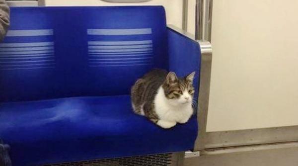 o pisica se plimba de trei ani cu metroul din tokyo