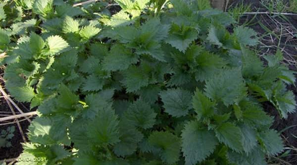 tratamente naturiste 10 boli si 10 retete care folosesc urzicile in scop terapeutic