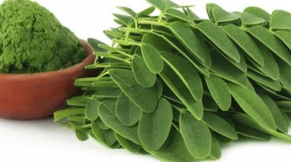 tratamente naturiste arborele vietii planta cu proprietati antioxidante de top si efecte nebanuite asupra sanatatii