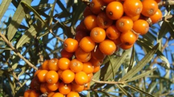 tratamente naturiste catina leacul minune in o suta de maladii