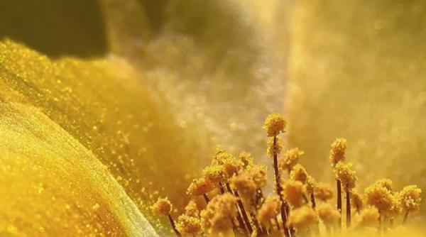 tratamente naturiste http www antenasatelor ro curiozit c4 83 c5 a3i natura 591 polenul un miracol al naturii html