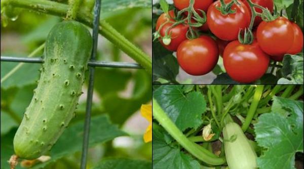 sfatul medicului legume care ne hidrateaza mai mult decat apa