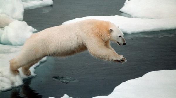 ce a determinat cura de slabire a ursilor polari omenirea cauta un raspuns