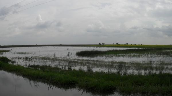 minunea din dambovita semeni rapita rasar lebede
