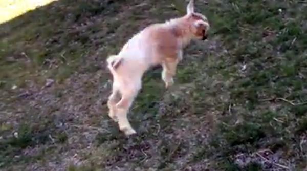 video un adorabil ied nascut doar de o zi invata cum sa sara