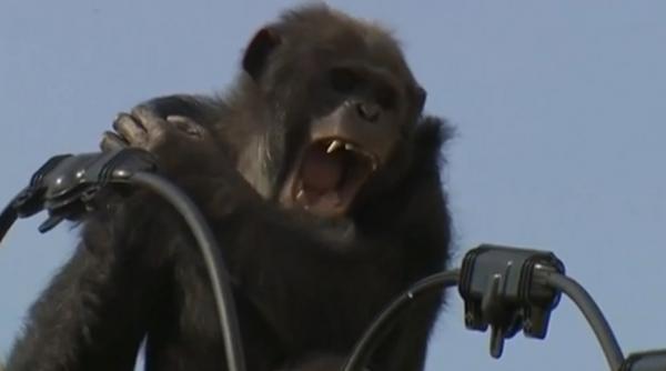 video un cimpanzeu scapat de la o gradina zoologica a tinut pe jar un oras intreg