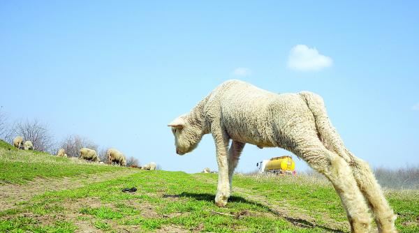sase milioane de miei sunt pregatiti pentru sacrificare de paste