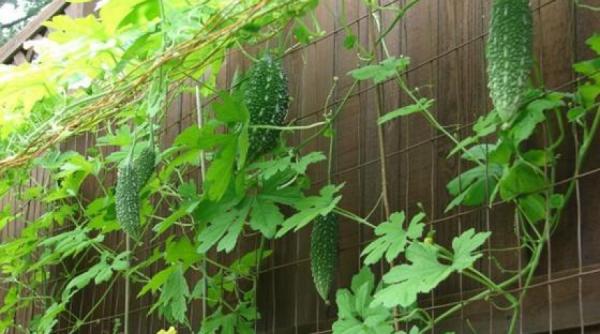 tratamente naturiste plante exotice tratarea diabetului