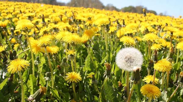 plantele care te ajuta daca ai bila lenesa