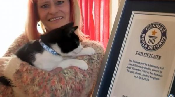 video motanul merlin a intrat in cartea recordurilor pentru cel mai zgomotos tors