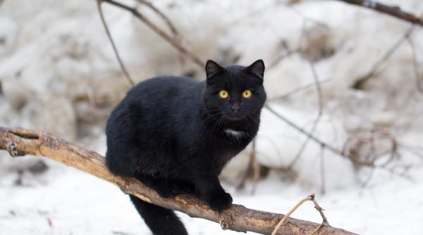 deputatii si senatorii isi scuipa in san