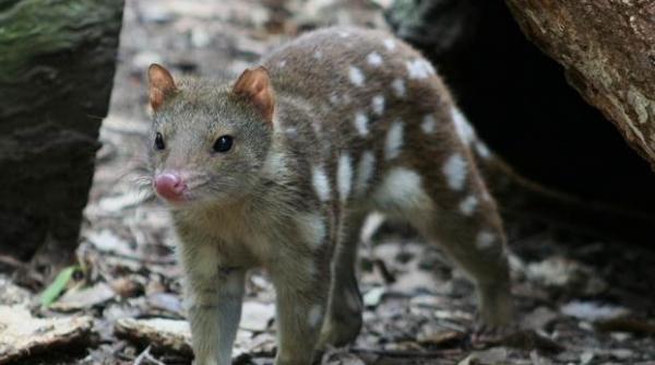 pisicile marsupiale specie in pericol de disparitie sunt dresate in australia sa evite sa manance broaste raioase toxice