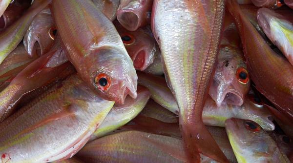 5 alimente care imbunatatesc capacitatea creierului