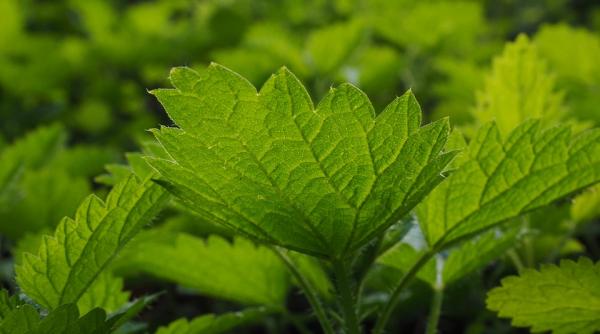 beneficiile urzicilor pentru silueta