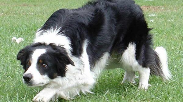 un caine daruit unui fermier a parcurs aproape 400 kilometri in 12 zile pentru a se intoarce acasa